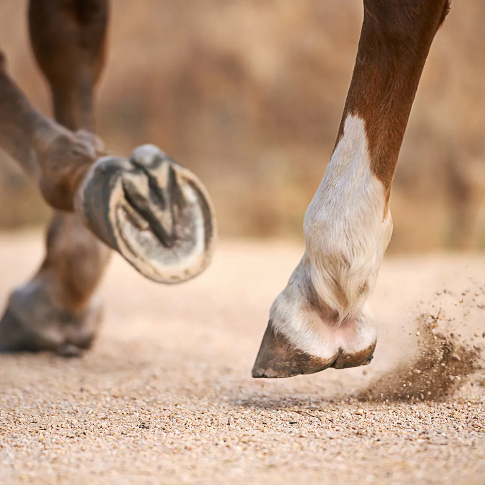 Healthy Hooves